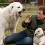 Punti di forza dei cani da pastore maremmano-abruzzese: la protezione naturale e quando può essere un problema